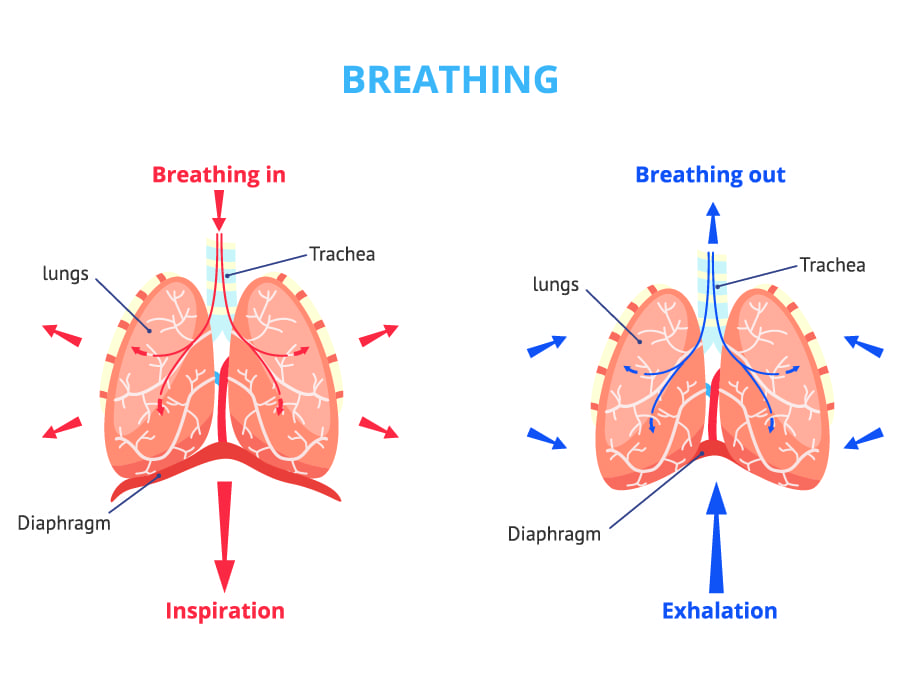 Respiration process